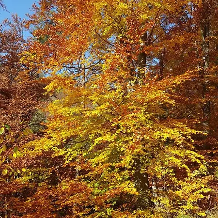 Blick über Mit Terrasse * Krems an der Donau